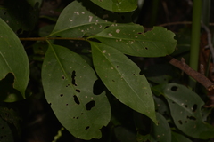 Cyclophyllum longipetalum