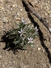 Loeseliastrum schottii