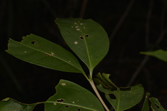 Cyclophyllum longipetalum