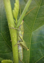 Schistocerca alutacea