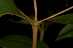Cyclophyllum longipetalum