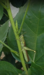 Schistocerca alutacea