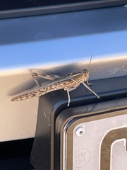 Schistocerca gregaria flaviventris