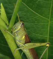Schistocerca alutacea