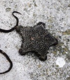 Pentagonaster pulchellus