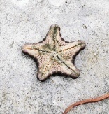 Pentagonaster pulchellus