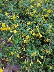 Chrysojasminum