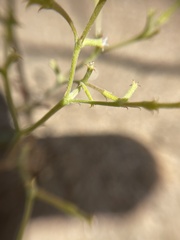 Chorizanthe brevicornu