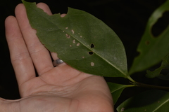 Cyclophyllum longipetalum