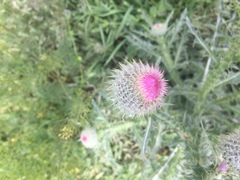 Carduus uncinatus