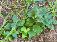 Knowltonia vesicatoria