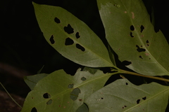 Cyclophyllum longipetalum