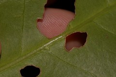 Cyclophyllum longipetalum