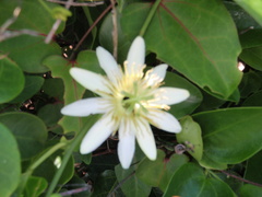 Passiflora haematostigma