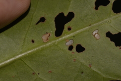 Cyclophyllum longipetalum