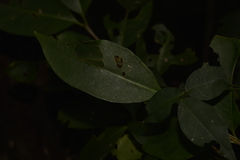 Cyclophyllum longipetalum