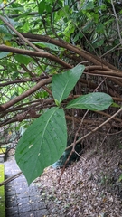 Neonauclea reticulata