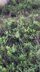 Smilax anceps