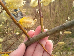Salix taraikensis