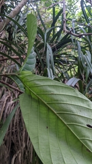 Neonauclea reticulata