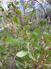 Hakea laevipes