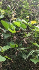 Neonauclea reticulata