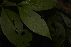 Cyclophyllum longipetalum