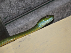 Boiga cyanea