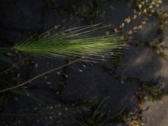 Hordeum murinum