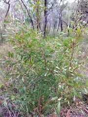 Hakea laevipes