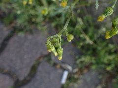 Senecio vulgaris