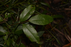 Cryptocarya glaucescens