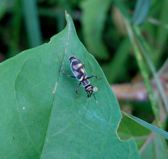 Phylloscyrtus amoenus