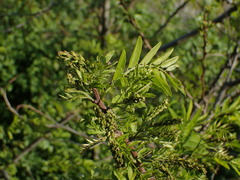 Robinia pseudoacacia
