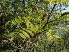 Robinia pseudoacacia