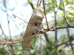 Robinia pseudoacacia