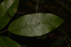 Cryptocarya glaucescens