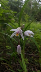 Bletilla formosana