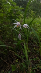 Bletilla formosana