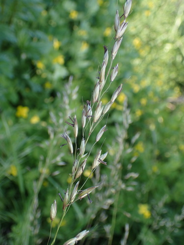 ovsík obyčajný (Arrhenatherum elatius)