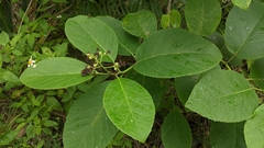 Ehretia dicksonii