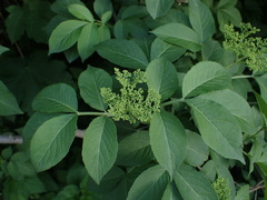 Sambucus nigra