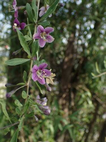 kustovnica cudzia (Lycium barbarum)