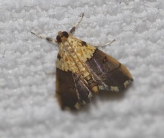 Agrotera basinotata