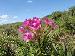 Epidendrum denticulatum