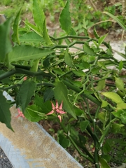 Acmispon rubriflorus