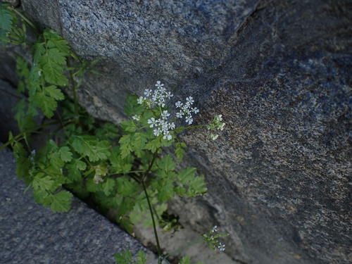 trebuľka voňavá (Anthriscus cerefolium)