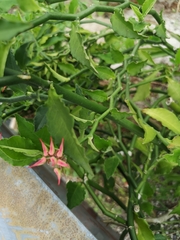 Acmispon rubriflorus
