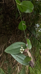 Smilax lanceifolia