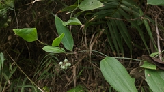 Smilax lanceifolia